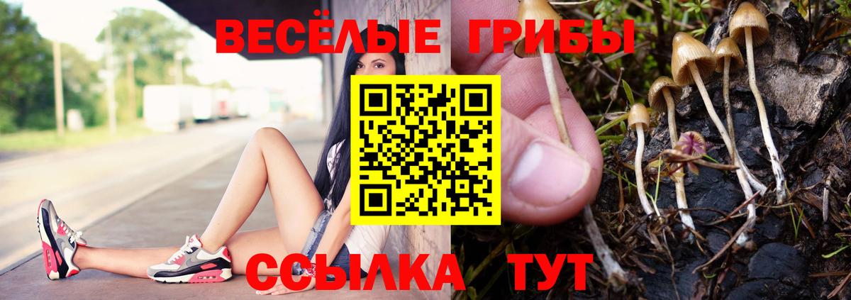 Каменка  Галлюциногенные грибы прущие грибы  Вход с VPN  Псилоцибиновые грибы Cubensis 